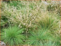 Festuca &#39;Walberla&#39;