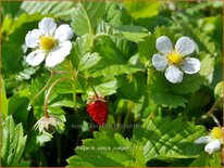 Fragaria vesca &#39;Rügen&#39;