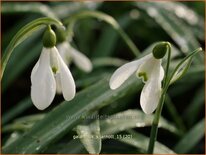 Galanthus &#39;S. Arnott&#39;