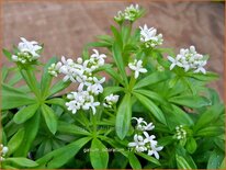 Galium odoratum