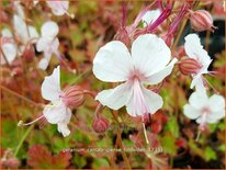 Geranium cantabrigiense &#39;Lohfelden&#39;