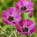 Geranium &#39;Jolly Jewel Lilac&#39;