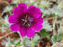 Geranium &#39;Jolly Jewel Purple&#39;