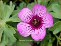 Geranium &#39;Jolly Jewel Silver&#39;