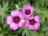 Geranium &#39;Jolly Jewel Silver&#39;