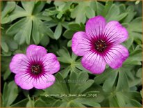 Geranium &#39;Jolly Jewel Silver&#39;