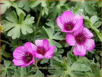 Geranium &#39;Jolly Jewel Silver&#39;