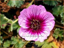 Geranium &#39;Jolly Jewel Violet&#39;