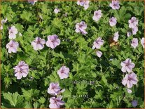 Geranium &#39;Joy&#39;