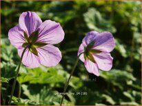 Geranium &#39;Joy&#39;