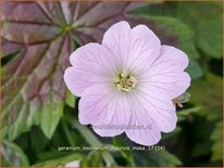 Geranium oxonianum &#39;Maurice Moka&#39;