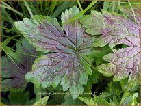 Geranium oxonianum &#39;Maurice Moka&#39;