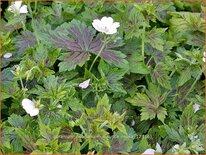 Geranium oxonianum &#39;Maurice Moka&#39;