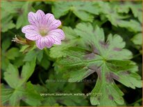 Geranium oxonianum &#39;Walter&#39;s Gift&#39;