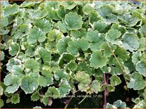 Glechoma hederacea &#39;Variegata&#39;