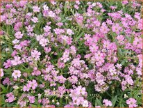 Gypsophila repens &#39;Filou Rose&#39;