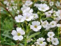 Gypsophila repens &#39;Filou White&#39;