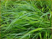 Hakonechloa macra &#39;Greenhills&#39;