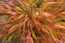 Hakonechloa macra &#39;Nicolas&#39;