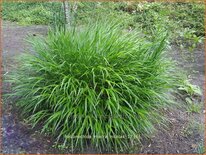 Hakonechloa macra &#39;Nicolas&#39;