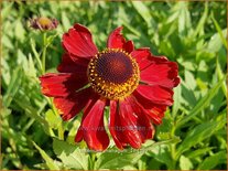 Helenium &#39;Mahagoni&#39;