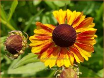 Helenium &#39;Rotgold&#39;