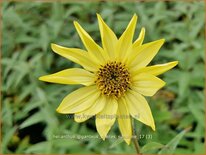 Helianthus giganteus &#39;Sheila&#39;s Sunshine&#39;