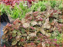 Heuchera &#39;Brownies&#39;