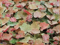 Heuchera &#39;Brownies&#39;