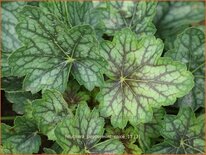 Heuchera &#39;Peppermint Spice&#39;