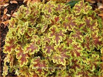 Heucherella &#39;Solar Power&#39;