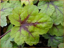 Heucherella &#39;Stoplight&#39;