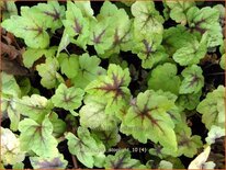 Heucherella &#39;Stoplight&#39;