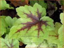 Heucherella &#39;Stoplight&#39;