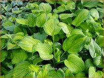 Hosta &#39;Guacamole&#39;