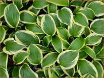 Hosta &#39;Queen Josephine&#39;