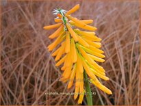 Kniphofia &#39;Mango Popsicle&#39;