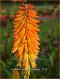 Kniphofia &#39;Mango Popsicle&#39;