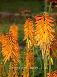 Kniphofia &#39;Mango Popsicle&#39;