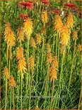 Kniphofia &#39;Mango Popsicle&#39;