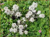 Leontopodium alpinum &#39;Matterhorn&#39;