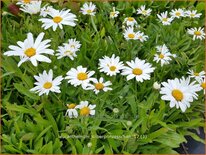 Leucanthemum &#39;Silberprinzesschen&#39;