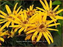 Ligularia dentata &#39;Britt Marie Crawford&#39;