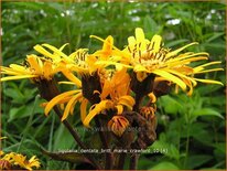 Ligularia dentata &#39;Britt Marie Crawford&#39;