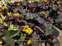 Ligularia dentata &#39;Britt Marie Crawford&#39;