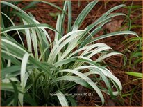 Liriope muscari &#39;Okina&#39;