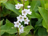 Lysimachia &#39;Innlyscand&#39;