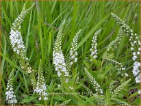 Lysimachia &#39;Innlyscand&#39;