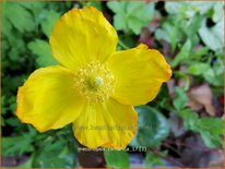 Meconopsis cambrica