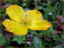 Meconopsis cambrica